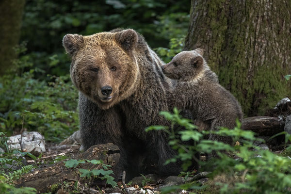 Braunbär - Ursus arctos