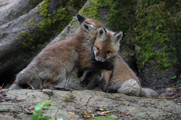 Rotfuchs - Vulpes vulpes
