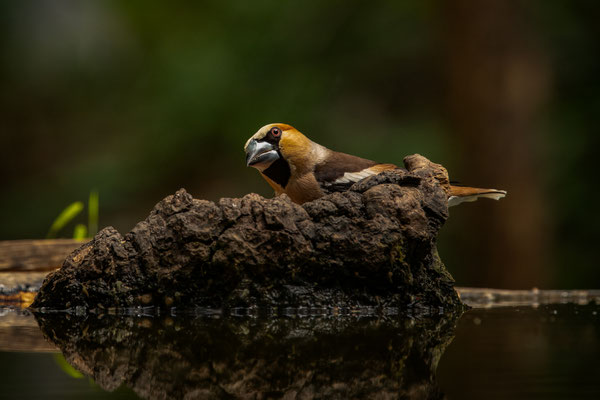 Kernbeisser - Coccothraustes coccothraustes