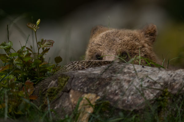  Braunbär - Ursus arctos
