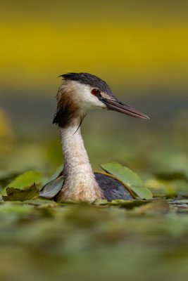Haubentaucher - Podiceps cristatus