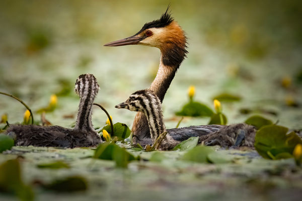 Haubentaucher - Podiceps cristatus