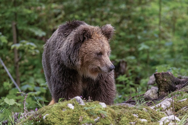 Braunbär - Ursus arctos