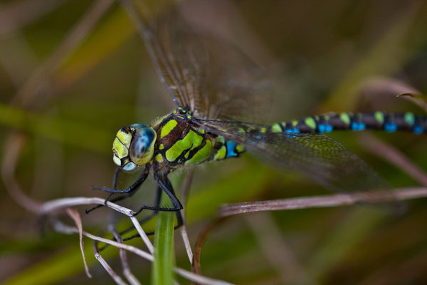 Blaugrüne Mosaikjungfer - Aeshna cyanea