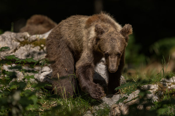 Braunbär - Ursus arctos