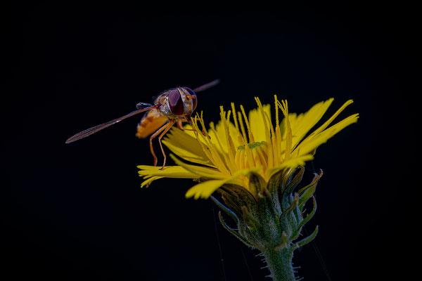 Schwebfliege (Syrphidae)