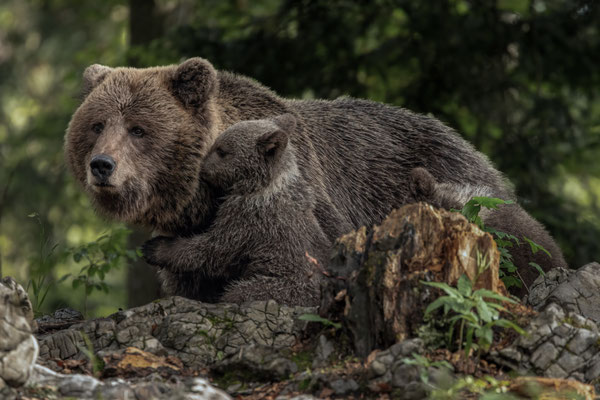 Braunbär - Ursus arctos