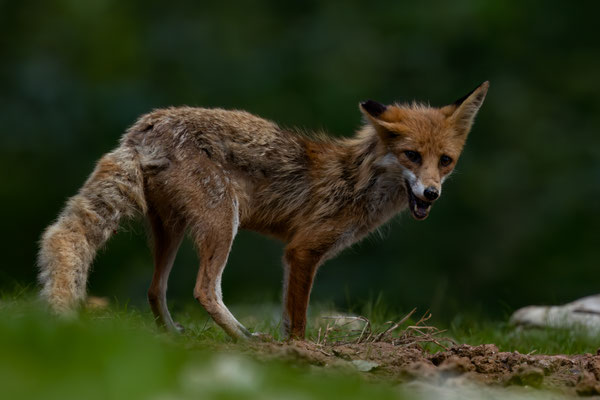 Rotfuchs - Vulpes vulpes