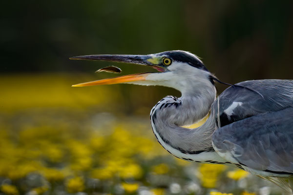 Graureiher - Ardea cinerea