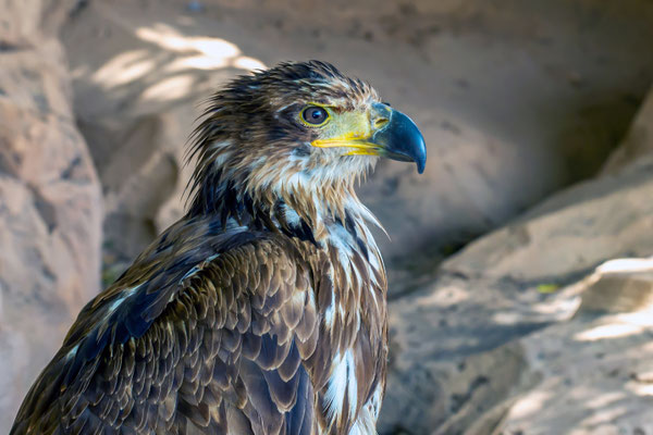 Weisskopfseeadler - Haliaeetus leucocephalus