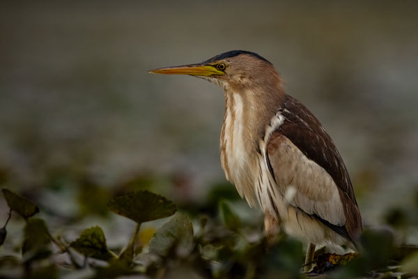 Zwergdommel - Ixobrychus minutus