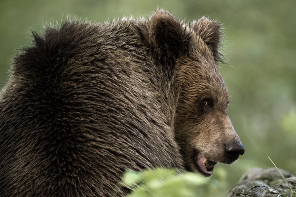  Braunbär - Ursus arctos
