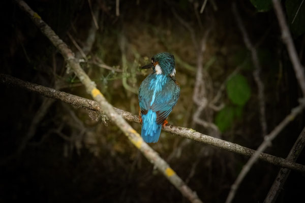 Eisvogel - Alcedo atthis