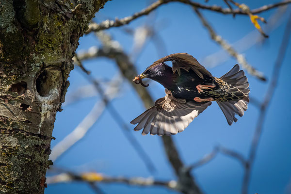 Star - Sturnus vulgaris