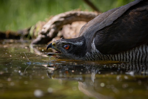 Habicht - Accipiter gentilis