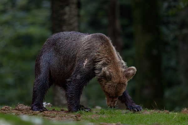  Braunbär - Ursus arctos