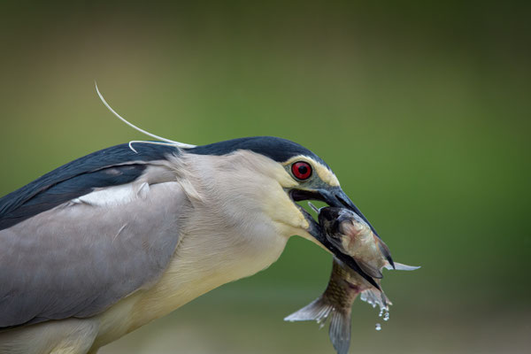 Nachtreiher - Nycticorax nycticorax