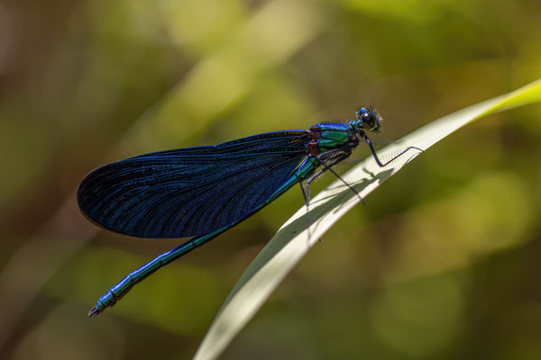 Prachtlibelle m - Calopteryx virgo virgo