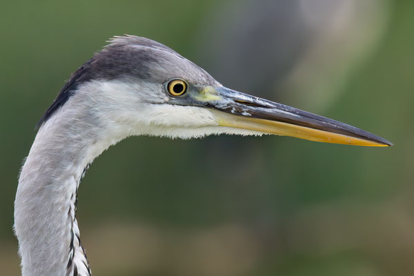 Graureiher - Ardea cinerea