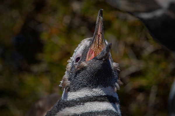 Magellan Pinguin - Spheniscus magellanicus