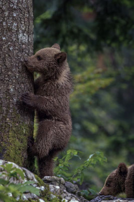 Braunbär - Ursus arctos