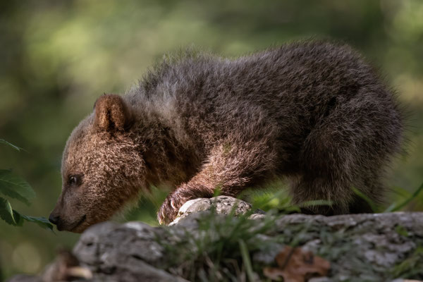  Braunbär - Ursus arctos