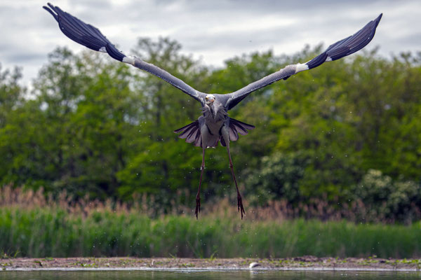 Graureiher - Ardea cinerea