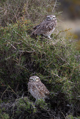 Kaninchenkauz - Athene cunicularia
