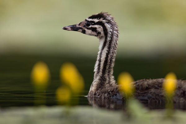Haubentaucher - Podiceps cristatus