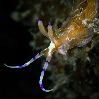 Pteraeolidia Ianthina