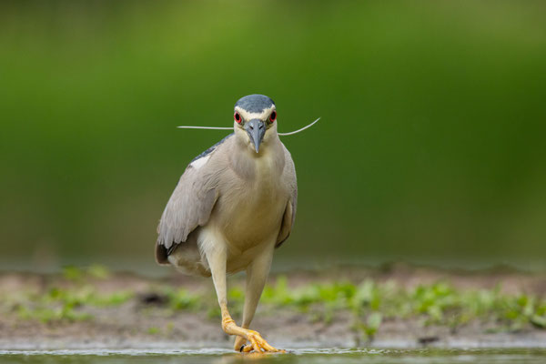 Nachtreiher - Nycticorax nycticorax