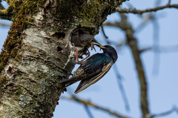 Star - Sturnus vulgaris