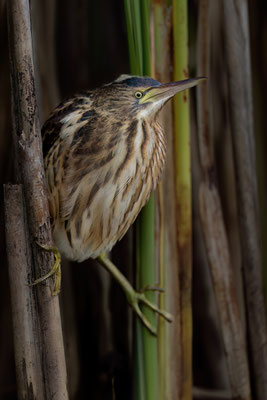 Zwergdommel - Ixobrychus minutus