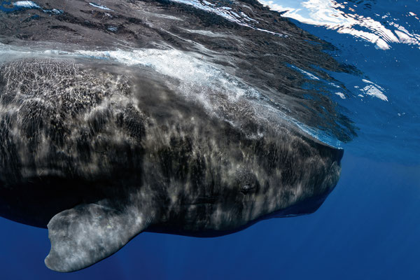 Pottwal - Spermwhale (Physeter macrocephalus, Syn.: Physeter catodon) 