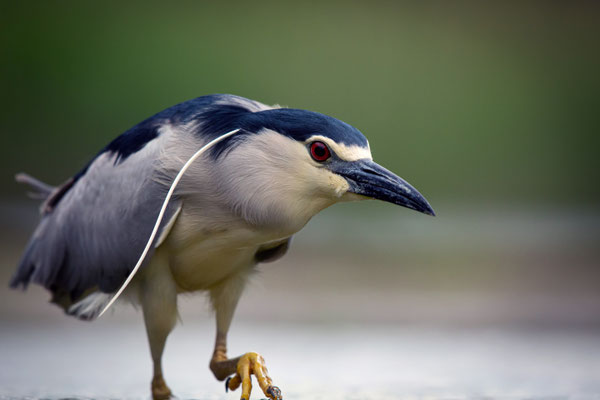 Nachtreiher - Nycticorax nycticorax