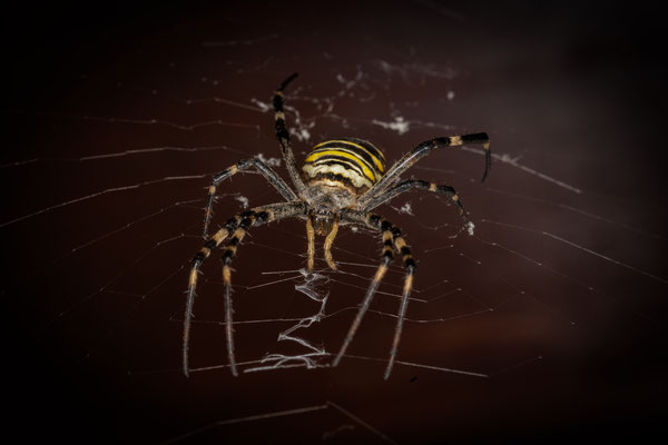 Wespenspinne (Argiope bruennichi)