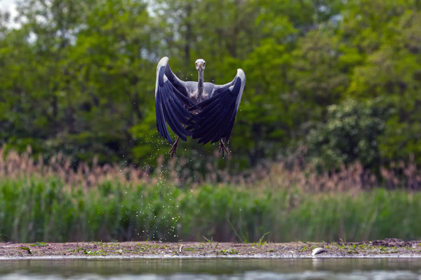 Graureiher - Ardea cinerea
