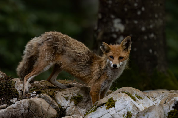 Rotfuchs - Vulpes vulpes
