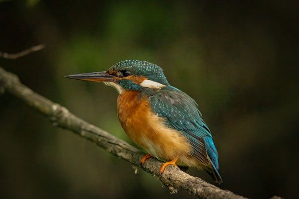 Eisvogel - Alcedo atthis