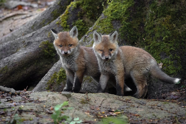 Rotfuchs - Vulpes vulpes