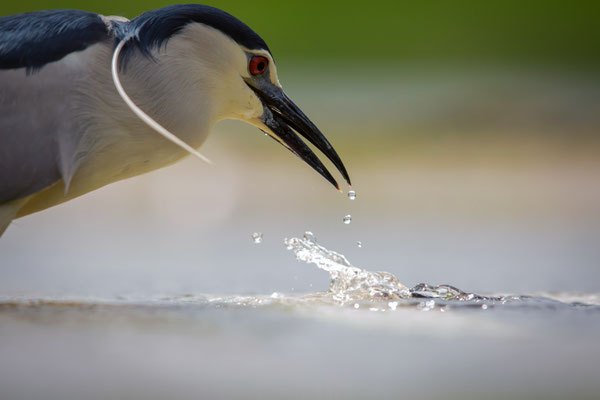 Nachtreiher - Nycticorax nycticorax