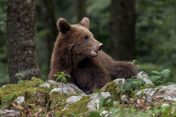 Braunbär - Ursus arctos