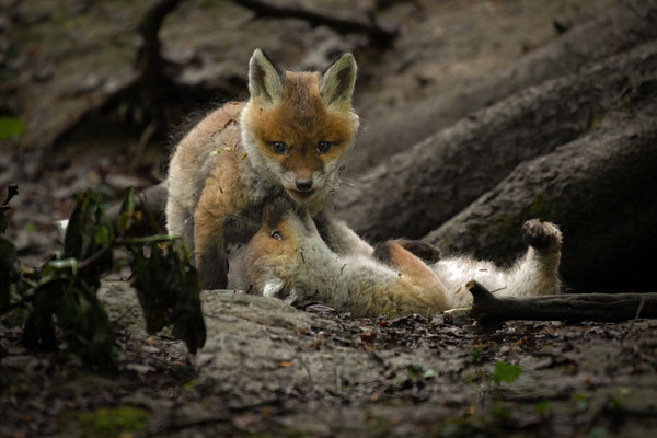 Rotfuchs - Vulpes vulpes