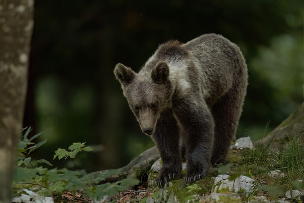  Braunbär - Ursus arctos