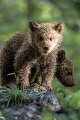  Braunbär - Ursus arctos