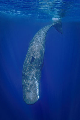 Pottwal - Spermwhale (Physeter macrocephalus, Syn.: Physeter catodon) 