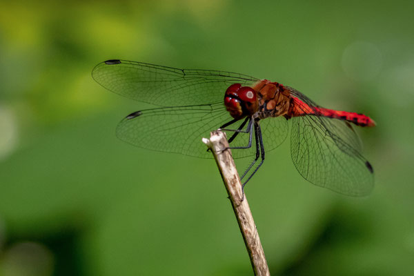Feuerlibelle - Crocothemis erythraea