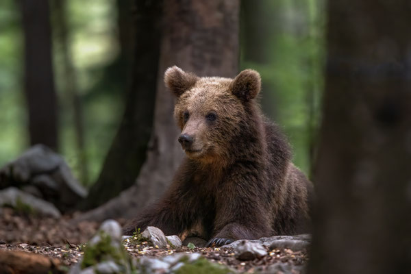 Braunbär - Ursus arctos