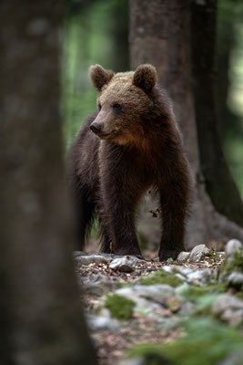Braunbär - Ursus arctos