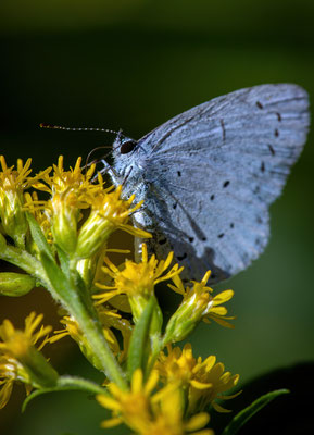 Faulbaum-Bläuling (Celastrina argiolus)